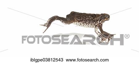 Stock Image - Cane Toad (Rhinella marina). Fotosearch