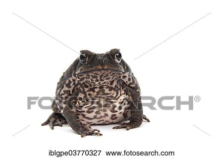 Stock Photo - Cane Toad (Rhinella marina). Fotosearch