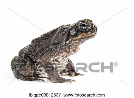 Stock Photo - Cane Toad (Rhinella marina). Fotosearch