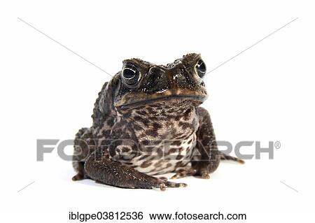 Stock Photograph - Cane Toad (Rhinella marina). Fotosearch