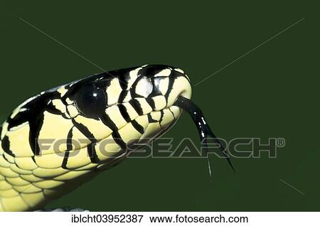 "Caninana (Spilotes pullatus), lambent, native to South America, captive, Germany, Europe" View Large Photo Image Stock Photo - "Caninana (Spilotes pullatus), lambent, native to South America, captive, Germany, Europe". Fotosearch