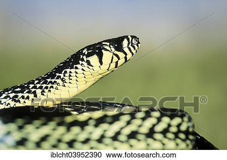 Stock Image - "Caninana (Spilotes pullatus) native to South America, captive, Germany, Europe". Fotosearch