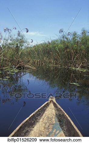 Stock Photo - "Canoeing through water channels in Okavango Delta, Botswana, Africa". Fotosearch