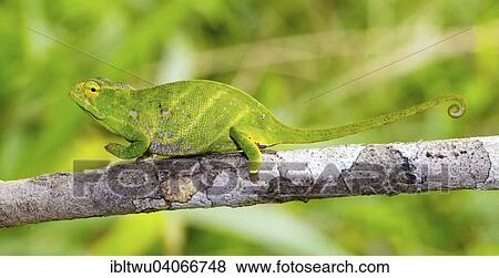 "Canopy Chameleon (Furcifer willsii), pregnant female, in the rainforest of Andasibe, eastern Madagascar, Madagascar, Africa" View Large Photo Image Stock Photo - "Canopy Chameleon (Furcifer willsii), pregnant female, in the rainforest of Andasibe, eastern Madagascar, Madagascar, Africa". Fotosearch