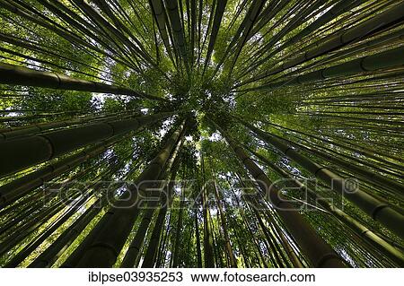 "Canopy of a bamboo forest, Les Bambous du Mandarin, Departement Var, Provence-Alpes-Cote d’Azur, France, Europe" View Large Photo Image Stock Image - "Canopy of a bamboo forest, Les Bambous du Mandarin, Departement Var, Provence-Alpes-Cote d’Azur, France, Europe". Fotosearch