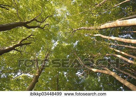 Stock Photo - "Canopy of Beeches (Fagus sylvatica), beech forest in the morning light, Binz, Mecklenburg-Western Pomerania, Germany, Europe". Fotosearch