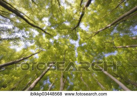 "Canopy of Beeches (Fagus sylvatica), beech forest in the morning light, double exposure, Binz, Mecklenburg-Western Pomerania, Germany, Europe" View Large Photo Image Stock Photo - "Canopy of Beeches (Fagus sylvatica), beech forest in the morning light, double exposure, Binz, Mecklenburg-Western Pomerania, Germany, Europe". Fotosearch