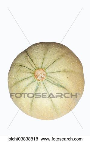 Cantaloupe or Honeydew Melon (Cucumis melo) View Large Photo Image Stock Photo - Cantaloupe or Honeydew Melon (Cucumis melo). Fotosearch