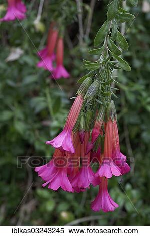 Stock Photography - "Cantuta (Cantua buxifolia), calyxes, greenhouse". Fotosearch
