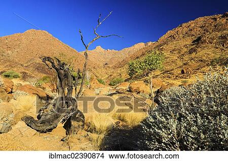 "Canyon near Brandberg mountain, Damaraland, Namibia, Africa" View Large Photo Image Picture - "Canyon near Brandberg mountain, Damaraland, Namibia, Africa". Fotosearch