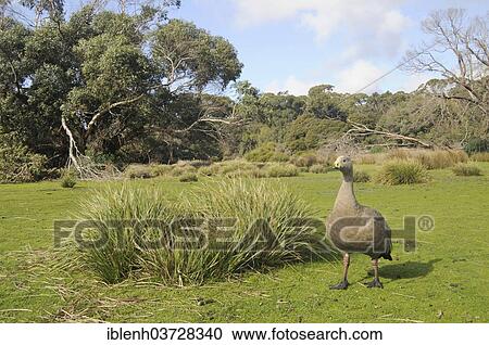 "Cape Barren Goose (Cereopsis novae-hollandiae), Flinders-Chase-Nationalpark, Kangaroo Island, South Australia, Australia, Oceania" View Large Photo Image Stock Image - "Cape Barren Goose (Cereopsis novae-hollandiae), Flinders-Chase-Nationalpark, Kangaroo Island, South Australia, Australia, Oceania". Fotosearch