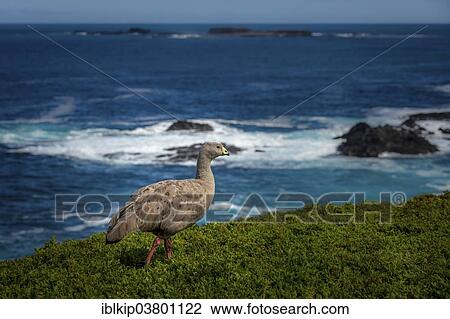 Stock Image - "Cape Barren Goose (Cereopsis novaehollandiae), Phillip Island, Victoria, Australia, Oceania". Fotosearch