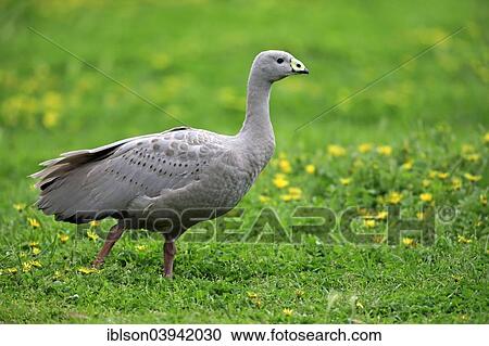 "Cape Barren goose (Cereopsis novaehollandiae), adult, South Australia, Australia, Oceania" View Large Photo Image Stock Image - "Cape Barren goose (Cereopsis novaehollandiae), adult, South Australia, Australia, Oceania". Fotosearch