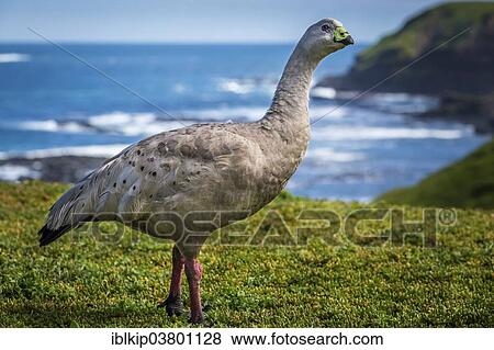 Stock Photo - "Cape Barren Goose (Cereopsis novaehollandiae), Phillip Island, Victoria, Australia, Oceania". Fotosearch
