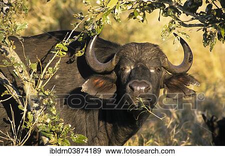 "Cape buffalo (Syncerus caffer), Chobe National Park, North-West District, Botswana, Africa" View Large Photo Image Stock Photo - "Cape buffalo (Syncerus caffer), Chobe National Park, North-West District, Botswana, Africa". Fotosearch