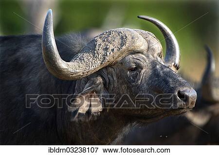 "Cape Buffalo (Syncerus caffer), portrait, Chobe National Park, Kasane, North-West District, Botswana, Africa" View Large Photo Image Stock Photo - "Cape Buffalo (Syncerus caffer), portrait, Chobe National Park, Kasane, North-West District, Botswana, Africa". Fotosearch