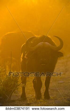 Stock Image - "Cape buffalos (Syncerus caffer), Chobe National Park, North-West District, Botswana, Africa". Fotosearch