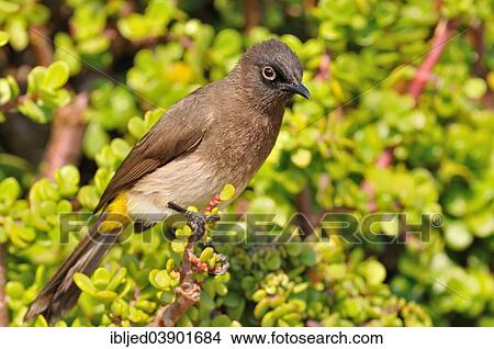 "Cape Bulbul (Pycnonotus capensis), perched on a Spekboom tree (Portulacaria afra), Addo Elephant National Park, Eastern Cape, South Africa, Africa" View Large Photo Image Picture - "Cape Bulbul (Pycnonotus capensis), perched on a Spekboom tree (Portulacaria afra), Addo Elephant National Park, Eastern Cape, South Africa, Africa". Fotosearch