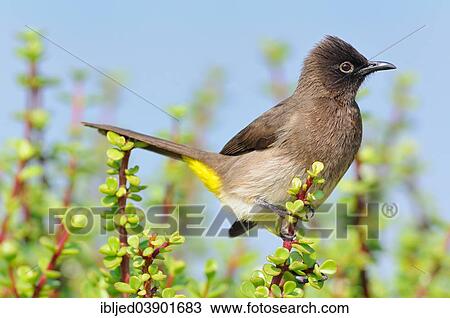 "Cape Bulbul (Pycnonotus capensis), perched on a Spekboom tree (Portulacaria afra), Addo Elephant National Park, Eastern Cape, South Africa, Africa" View Large Photo Image Stock Image - "Cape Bulbul (Pycnonotus capensis), perched on a Spekboom tree (Portulacaria afra), Addo Elephant National Park, Eastern Cape, South Africa, Africa". Fotosearch