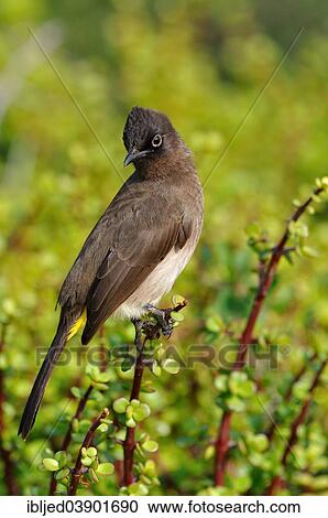 "Cape Bulbul (Pycnonotus capensis), perched on a Spekboom tree (Portulacaria afra), Addo Elephant National Park, Eastern Cape, South Africa, Africa" View Large Photo Image Stock Image - "Cape Bulbul (Pycnonotus capensis), perched on a Spekboom tree (Portulacaria afra), Addo Elephant National Park, Eastern Cape, South Africa, Africa". Fotosearch