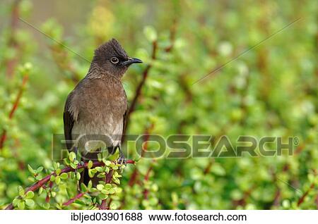 "Cape Bulbul (Pycnonotus capensis), perched on a Spekboom tree (Portulacaria afra), Addo Elephant National Park, Eastern Cape, South Africa, Africa" View Large Photo Image Stock Photo - "Cape Bulbul (Pycnonotus capensis), perched on a Spekboom tree (Portulacaria afra), Addo Elephant National Park, Eastern Cape, South Africa, Africa". Fotosearch