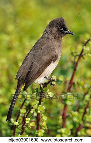 "Cape Bulbul (Pycnonotus capensis), perched on a Spekboom tree (Portulacaria afra), Addo Elephant National Park, Eastern Cape, South Africa, Africa" View Large Photo Image Stock Photo - "Cape Bulbul (Pycnonotus capensis), perched on a Spekboom tree (Portulacaria afra), Addo Elephant National Park, Eastern Cape, South Africa, Africa". Fotosearch