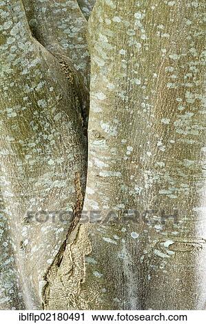 "Cape Chestnut (Calodendrum capense), close-up of trunk, Kirstenbosch National Botanical Garden, Cape Town, Western Cape, South Africa, Africa" View Large Photo Image Stock Image - "Cape Chestnut (Calodendrum capense), close-up of trunk, Kirstenbosch National Botanical Garden, Cape Town, Western Cape, South Africa, Africa". Fotosearch