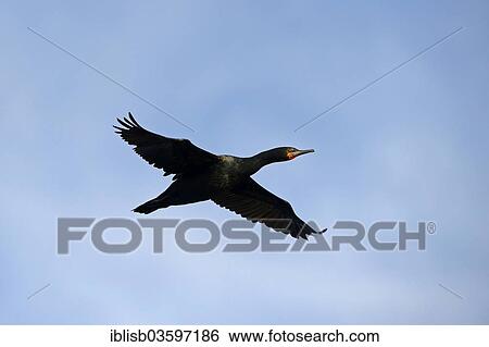 "Cape Cormorant or Cape Shag (Phalacrocorax capensis), in flight, Seal Island, Western Cape, South Africa, Africa" View Large Photo Image Stock Photograph - "Cape Cormorant or Cape Shag (Phalacrocorax capensis), in flight, Seal Island, Western Cape, South Africa, Africa". Fotosearch