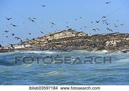 "Cape Cormorants or Cape Shags (Phalacrocorax capensis), Seal Island, Western Cape, South Africa, Africa" View Large Photo Image Picture - "Cape Cormorants or Cape Shags (Phalacrocorax capensis), Seal Island, Western Cape, South Africa, Africa". Fotosearch