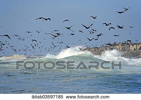 "Cape Cormorants or Cape Shags (Phalacrocorax capensis), Seal Island, Western Cape, South Africa, Africa" View Large Photo Image Stock Photography - "Cape Cormorants or Cape Shags (Phalacrocorax capensis), Seal Island, Western Cape, South Africa, Africa". Fotosearch