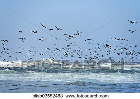 "Cape Cormorants (Phalacrocorax capensis), Seal Island, Western Cape, South Africa, Africa" View Large Photo Image Stock Image - "Cape Cormorants (Phalacrocorax capensis), Seal Island, Western Cape, South Africa, Africa". Fotosearch