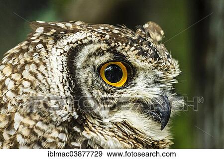 "Cape Eagle-Owl (Bubo capensis), captive, World of Birds Wildlife Sanctuary and Monkey Park, Hout Bay, Western Cape, South Africa, Africa" View Large Photo Image Stock Photo - "Cape Eagle-Owl (Bubo capensis), captive, World of Birds Wildlife Sanctuary and Monkey Park, Hout Bay, Western Cape, South Africa, Africa". Fotosearch