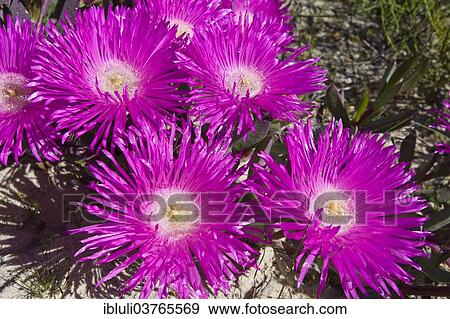 "Cape Fig flowers (Carpobrotus edulis) growing in coastal sands, West Coast National Park, South Africa, Africa" View Large Photo Image Stock Photo - "Cape Fig flowers (Carpobrotus edulis) growing in coastal sands, West Coast National Park, South Africa, Africa". Fotosearch