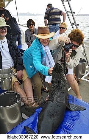 Stock Image - "Cape Fur Seal (Arctocephalus pusillus) is photographed on a tourist boat in Walvis Bay City, Erongo Region, Namibia, Africa". Fotosearch