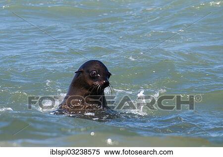 Stock Photography - "Cape Fur Seal (Arctocephalus pusillus), Skeleton Coast National Park, Kunene Region, Namibia, Africa". Fotosearch