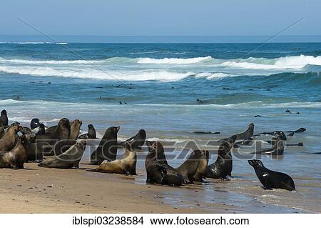 "Cape Fur Seals (Arctocephalus pusillus), Skeleton Coast National Park, Kunene Region, Namibia, Africa" View Large Photo Image Picture - "Cape Fur Seals (Arctocephalus pusillus), Skeleton Coast National Park, Kunene Region, Namibia, Africa". Fotosearch