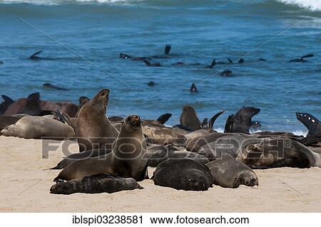 "Cape Fur Seals (Arctocephalus pusillus), Skeleton Coast National Park, Kunene Region, Namibia, Africa" View Large Photo Image Stock Image - "Cape Fur Seals (Arctocephalus pusillus), Skeleton Coast National Park, Kunene Region, Namibia, Africa". Fotosearch