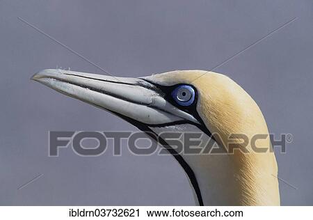"Cape Gannet (Morus capensis), Bird Island, Lambert's Bay, Western Cape, South Africa, Africa" View Large Photo Image Stock Image - "Cape Gannet (Morus capensis), Bird Island, Lambert's Bay, Western Cape, South Africa, Africa". Fotosearch