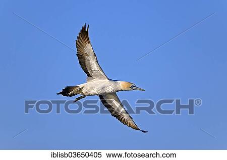 "Cape Gannet (Morus capensis), in flight, Bird Island, Lambert's Bay, Western Cape, South Africa, Africa" View Large Photo Image Stock Photography - "Cape Gannet (Morus capensis), in flight, Bird Island, Lambert's Bay, Western Cape, South Africa, Africa". Fotosearch