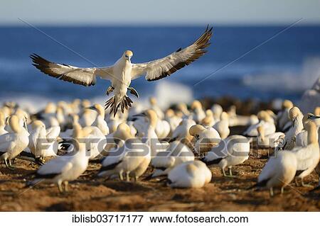 "Cape Gannet (Morus capensis) landing in colony, Bird Island, Lambert's Bay, Western Cape, South Africa, Africa" View Large Photo Image Stock Photo - "Cape Gannet (Morus capensis) landing in colony, Bird Island, Lambert's Bay, Western Cape, South Africa, Africa". Fotosearch