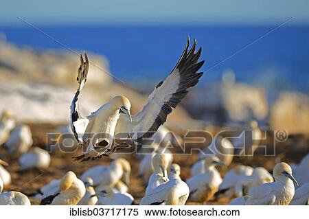 "Cape Gannet (Morus capensis) landing in colony, Bird Island, Lambert's Bay, Western Cape, South Africa, Africa" View Large Photo Image Stock Photography - "Cape Gannet (Morus capensis) landing in colony, Bird Island, Lambert's Bay, Western Cape, South Africa, Africa". Fotosearch