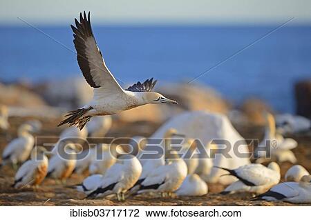 "Cape Gannets (Morus capensis), Bird Island, Lambert's Bay, Western Cape, South Africa, Africa" View Large Photo Image Stock Image - "Cape Gannets (Morus capensis), Bird Island, Lambert's Bay, Western Cape, South Africa, Africa". Fotosearch
