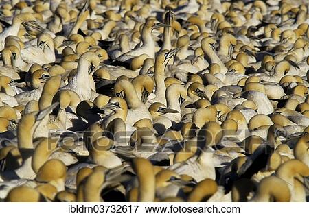 "Cape Gannets (Morus capensis), Bird Island, Lambert's Bay, Western Cape, South Africa, Africa" View Large Photo Image Stock Photo - "Cape Gannets (Morus capensis), Bird Island, Lambert's Bay, Western Cape, South Africa, Africa". Fotosearch