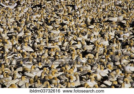 "Cape Gannets (Morus capensis), Bird Island, Lambert's Bay, Western Cape, South Africa, Africa" View Large Photo Image Stock Photograph - "Cape Gannets (Morus capensis), Bird Island, Lambert's Bay, Western Cape, South Africa, Africa". Fotosearch