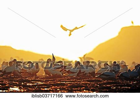"Cape Gannets (Morus capensis) in the last light, Bird Island, Lambert's Bay, Western Cape, South Africa, Africa" View Large Photo Image Stock Photograph - "Cape Gannets (Morus capensis) in the last light, Bird Island, Lambert's Bay, Western Cape, South Africa, Africa". Fotosearch