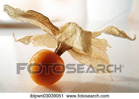 Cape gooseberry (Physalis peruviana) View Large Photo Image Stock Image - Cape gooseberry (Physalis peruviana). Fotosearch