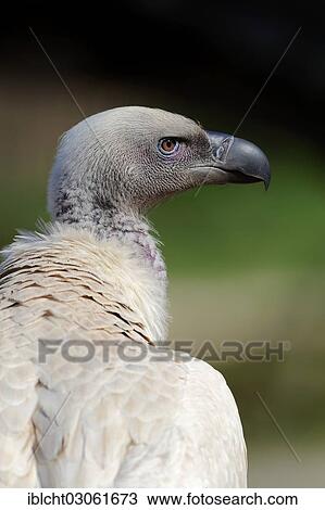 Stock Image - "Cape Griffon or Cape Vulture, also Kolbe's Vulture (Gyps coprotheres), portrait, The Netherlands, Europe". Fotosearch