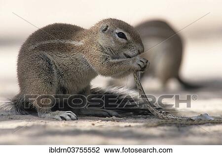 Stock Image - "Cape ground squirrel (Xerus inauris) eating a small snake, Nossob, South Africa, Africa". Fotosearch