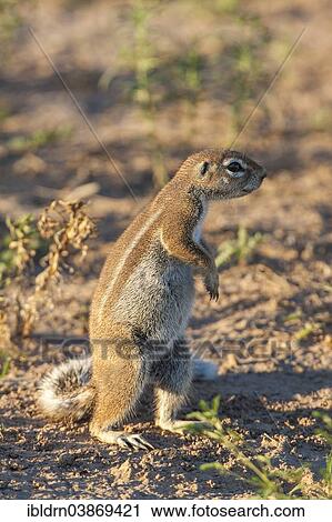 "Cape Ground Squirrel (Xerus inauris), Kgalagadi Transfrontier Park, Northern Cape, South Africa, Africa" View Large Photo Image Stock Image - "Cape Ground Squirrel (Xerus inauris), Kgalagadi Transfrontier Park, Northern Cape, South Africa, Africa". Fotosearch