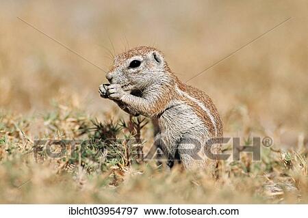 Stock Photo - "Cape Ground Squirrel (Xerus inauris), Etosha National Park, Namibia, Africa". Fotosearch